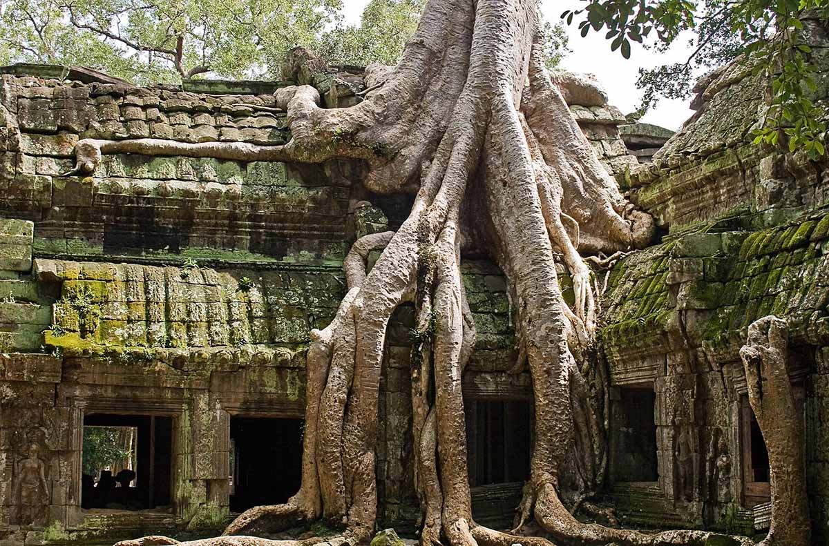 Tomb Raider Tree at ta prohm temple